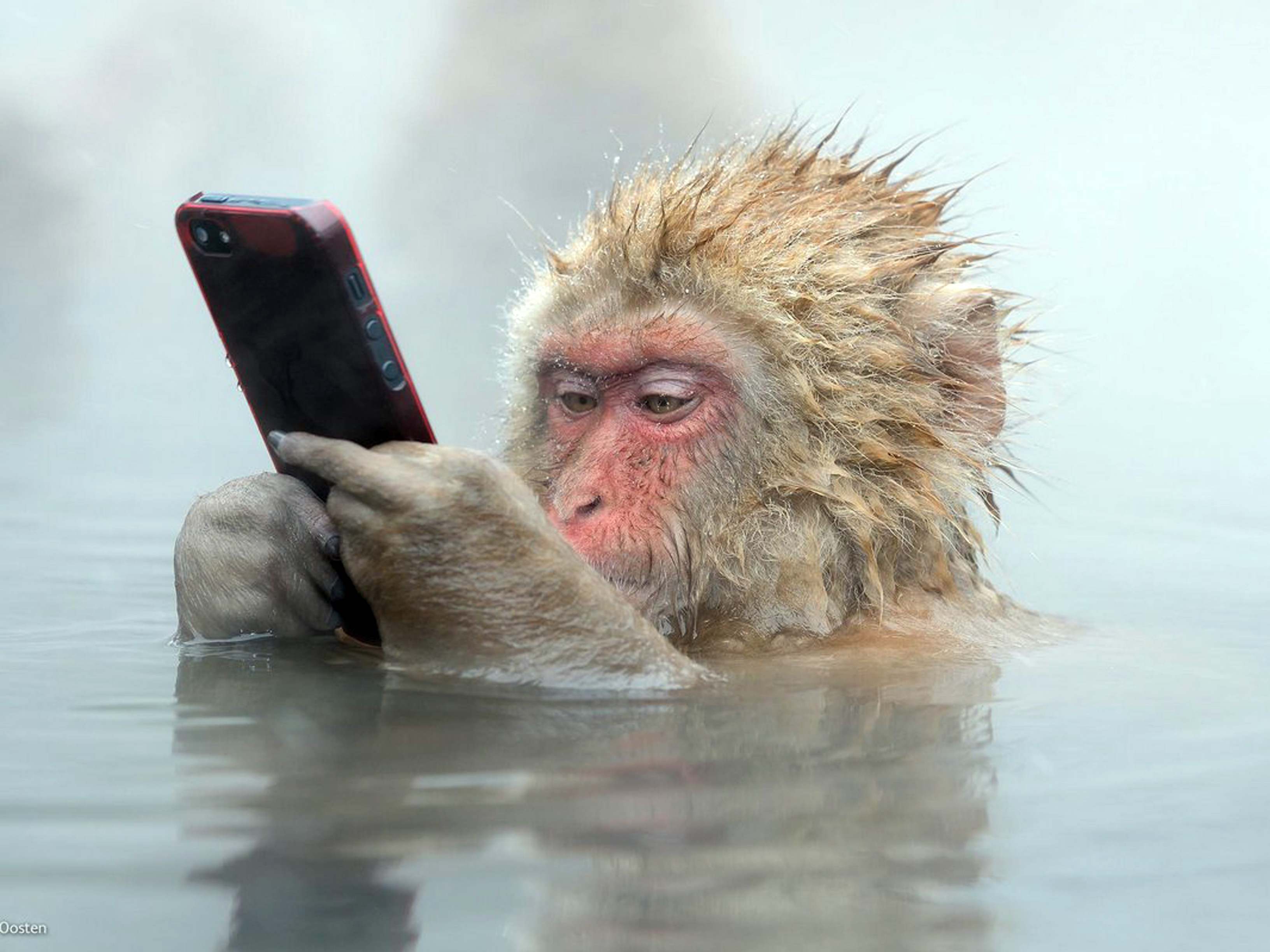 monkey-in-tub